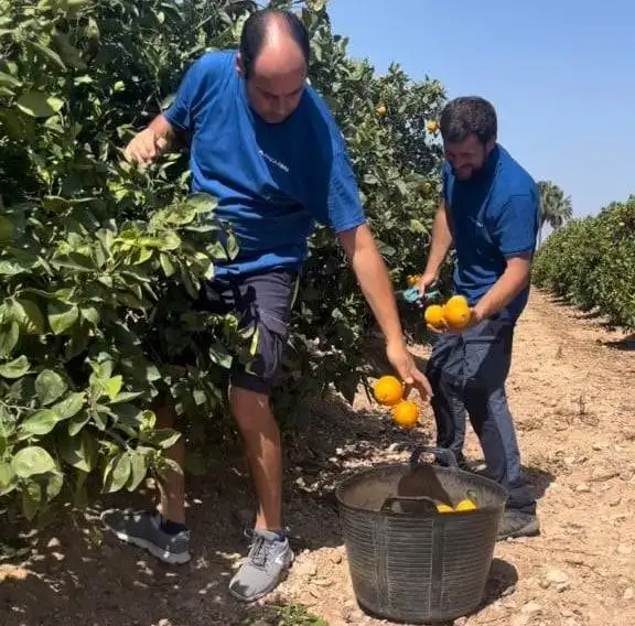 Avanza Fibra regala 50 000 kilos de naranjas entre sus clientes